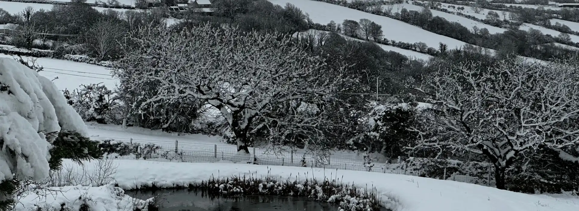 Wintry scene covered in snow.