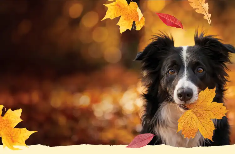 A sheepdog with autumn leaf in mouth.